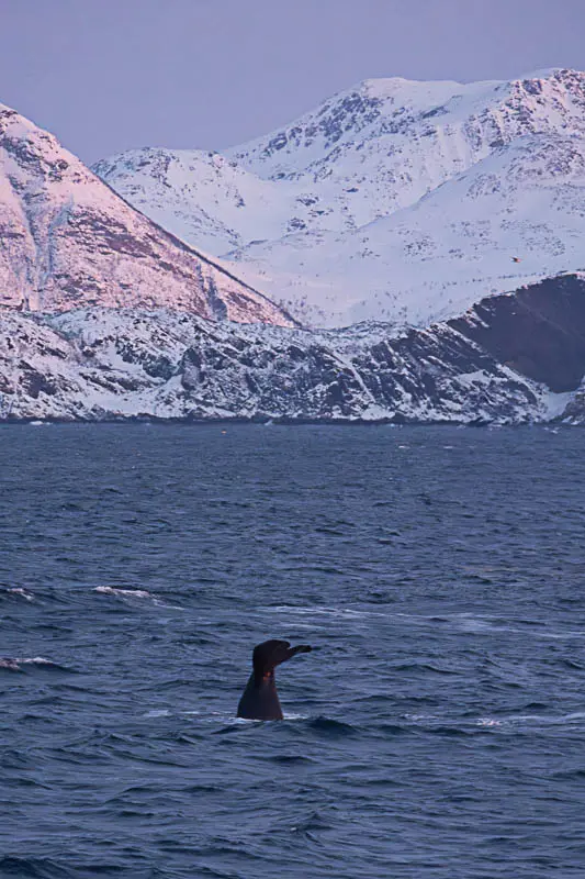 Voir des baleines à Tromso