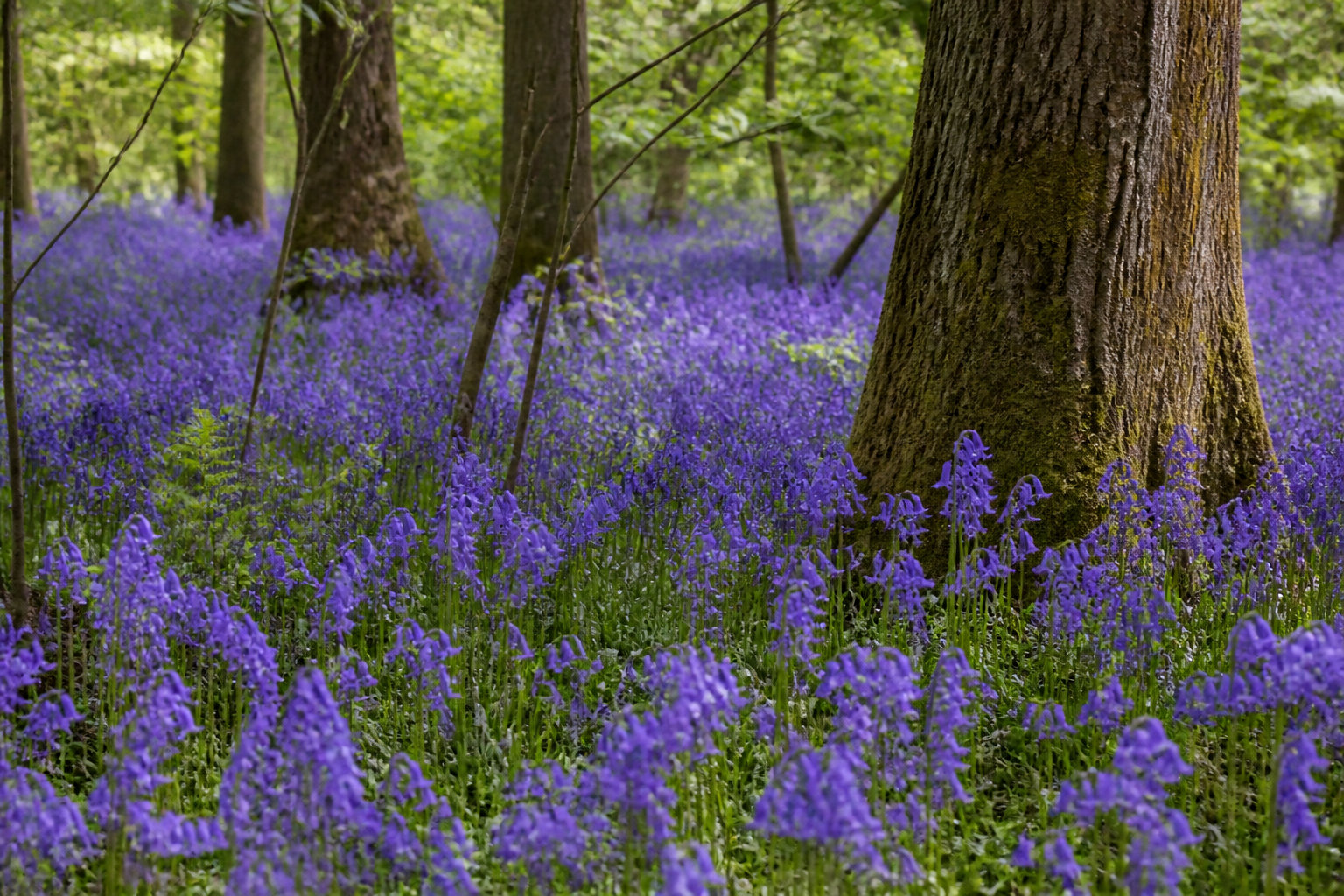 Où partir en mai depuis la Belgique 15 destinations idéales 25 Hallerbos : mon spot favori pour les jacinthes sauvages