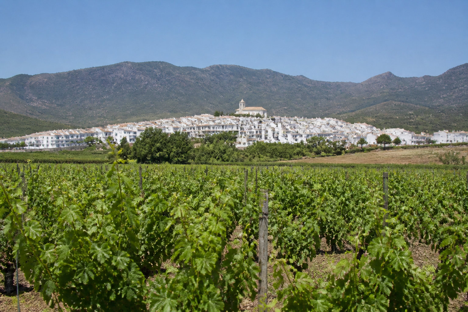 Vins et villages blancs : l'âme de l'Andalousie