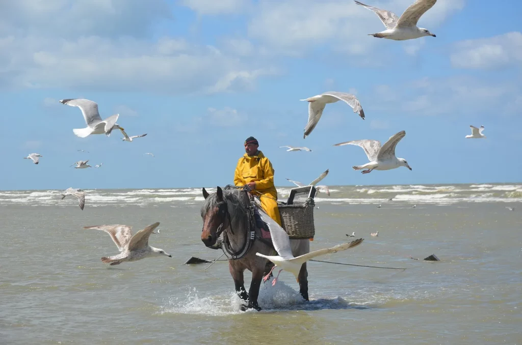 Pêcheur de crevettes à cheval en ciré jaune sur un cheval de trait brabançon, sur la plage d'Oostduinkerke
