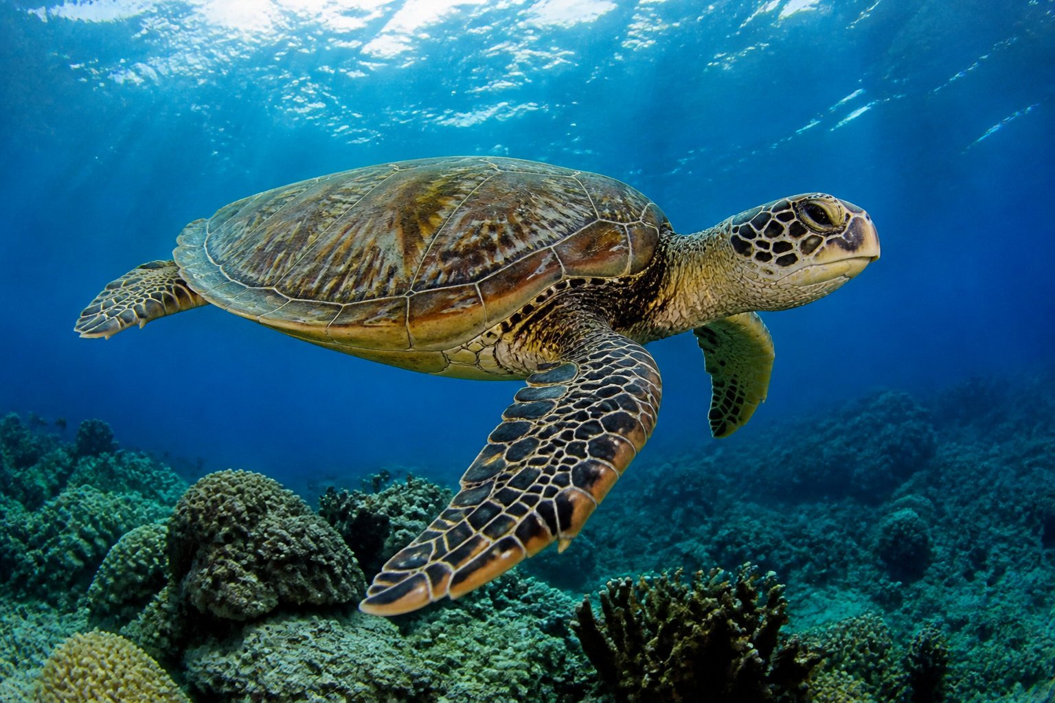 Expériences marines et protection de la biodiversité