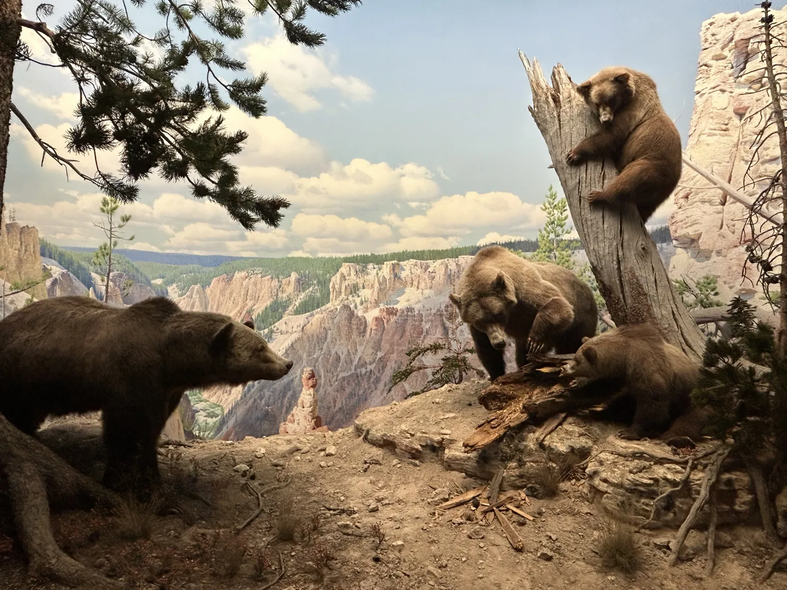 New York en 5 jours : mon carnet de voyage et mes conseils testés sur place 23 Diorama des grizzlys dans la salle des mammifères d'Amérique du Nord du Museum