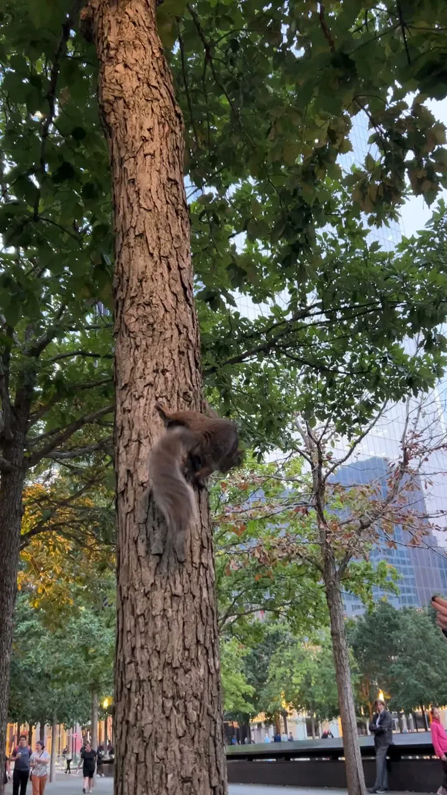 New York en 5 jours : mon carnet de voyage et mes conseils testés sur place 42 Un écureuil dans les jardins du Mémorial du 11 Septembre à New York